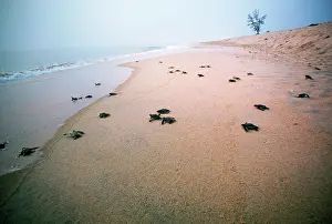 Coriacea: Leatherback / Leathery Turtle - newly hatched young