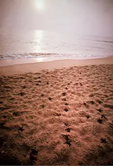 Cycles: Leatherback / Leathery Turtle- Newly Hatched Young on beach