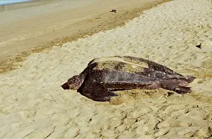 Turtles: Leatherback / Leathery Turtle - on sand
