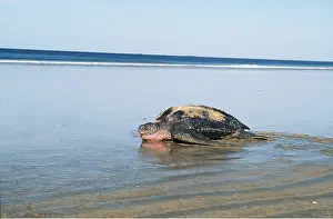 Turtles: Leatherback / Leathery Turtle - at waters edge