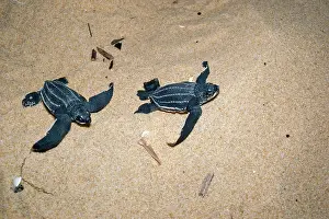 Coriacea: Leatherback / Leathery Turtle - YOUNG