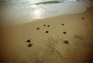 Masahiro Iijima: Leatherback / Leathery Turtle - young going to sea
