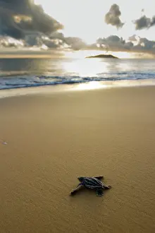 Coriacea: Leatherback Sea Turtle