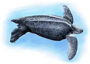 Blooded: Leatherback Sea Turtle