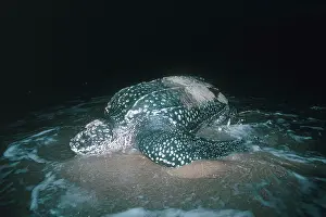Returning: Leatherback Turtle