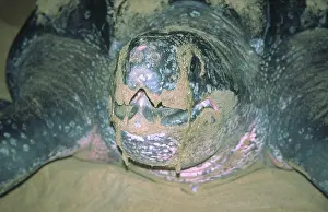 Coriacea: Leatherback Turtle - egg laying