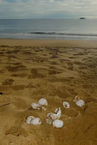 Cell: Leatherback turtle eggs destroyed by stray dog French Guiana