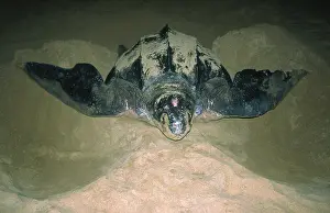 Coriacea: Leatherback Turtle - excavating sand for egg laying