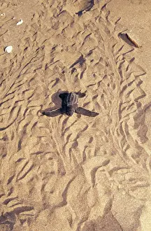 Coriacea: Leatherback Turtle - hatchling