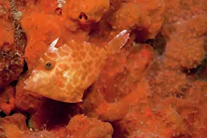 Filefish: Leatherjacket