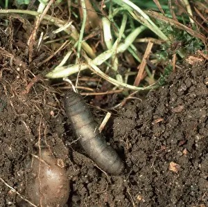 Roots: Leatherjacket eating grass roots