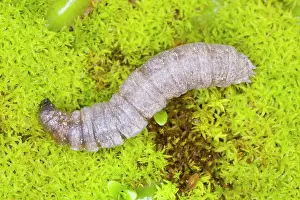 Ailsa Hopkin: Leatherjacket (larva of cranefly) / Daddy-Long-Legs