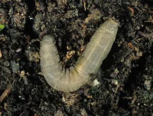 Jacket: Leatherjacket (Tipula sp.) larva on soil