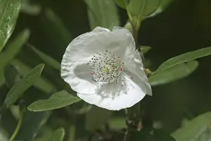 Lucida: Leatherwood