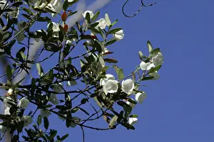 Lucida: Leatherwood