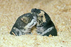 Coriacea: Leathery Turtle - newborn