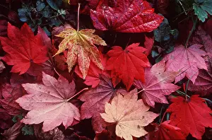 Acer: LEAVES - Acer and Japonicum vitifolium showing Autumn colour