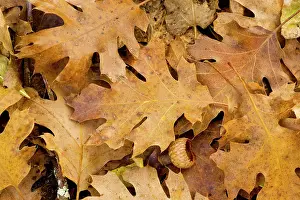 Acorns: Leaves and Acorn-cups - Black Oak