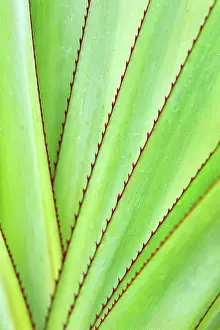 Gorges: Leaves of Aloe purpurea in the Black River Gorges N