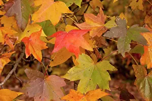 Liquidambar: Leaves of American sweetgum - in autumn