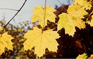 Maples: LEAVES - Autumn