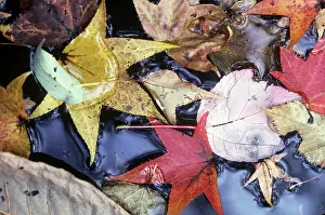 Arkansas: Leaves and Brook