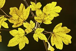 Strongly: Leaves of Field Maple - in autumn, strongly-coloured