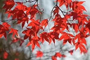 Maples: Leaves of Japanese Maple