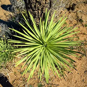 Mojave: Leaves of a Joshua Tree (Yucca brevifolia) from