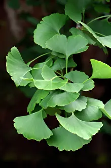 Ginkgo: Leaves of the Maidenhair / Ginkgo Tree
