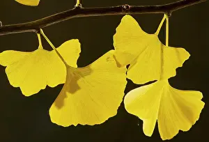 Seaons: Leaves of Maidenhair Tree - in autumn