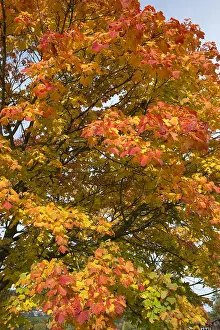Mark Boulton: Leaves of maple ablaze in autumn colours of yellow