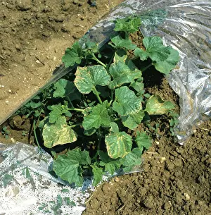 Covering: Leaves of Melon plants damaged by sun