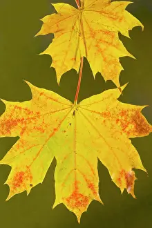 Strongly: Leaves of Norway Maple - in autumn, strongly-coloured