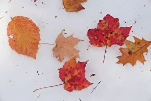 Grandifolia: Leaves of Red Maple & American Beech and Oak on early snow