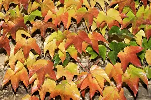 Creepers: Leaves showing range of autumn colours, Cotswolds, UK