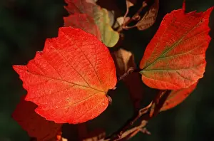 David C Dixon: LEAVES - showing red autumn colour