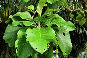 Teak: leaves of Teak tree