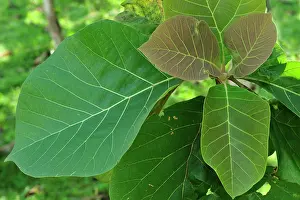 Teak: leaves of Teak tree