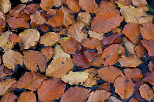 070820: Leaves turning to autumn colours at beech forest