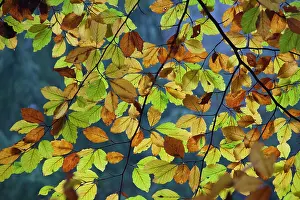070820: Leaves turning to autumn colours at beech forest