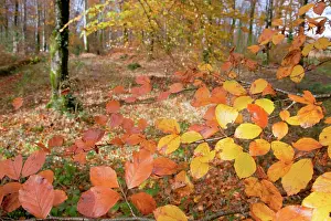 Bodmin: LeBall Wood - near Bodmin