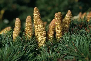 Cedars: Lebanon Cedar - Cones shedding pollen