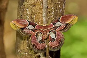Silkmoth: Lebeau's Rothschildia (silkmoth)