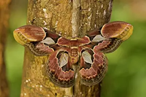 Silkmoth: Lebeau's Rothschildia silkmoth