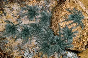 Leblondi: Leblondi Tarantula / Bird-eating Spider - babies