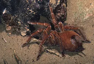 Tarantulas: LEBLONDI TARANTULA / Goliath Bird-Eating Spider
