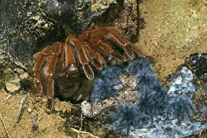 Size: Leblondi Tarantula / Goliath Bird-Eating Spider