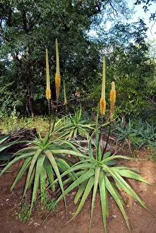 Aloes: Lebombo Aloe