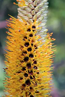 Aloes: Lebombo Aloe flowers close-up - showing characteristic